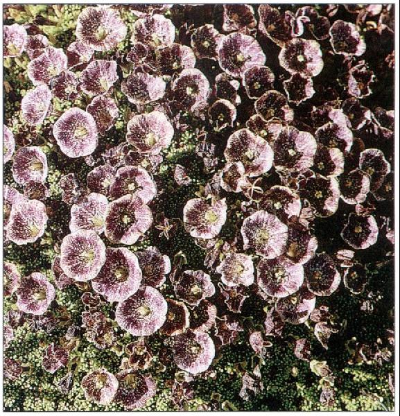 Nierembergia patagonica